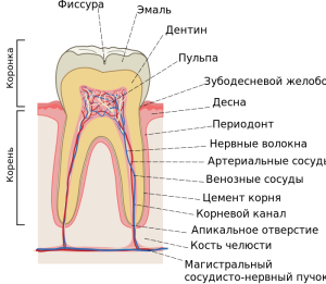 положение пульпы зуба - строение зуба